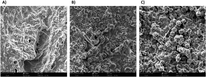 Fig. 2. Example SEM images of the internal structures of A) 0%, B) 30%, and C) 60% hematocrit blood clots.
