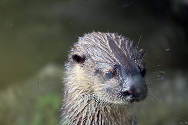 Otter in the Water in Ecuador