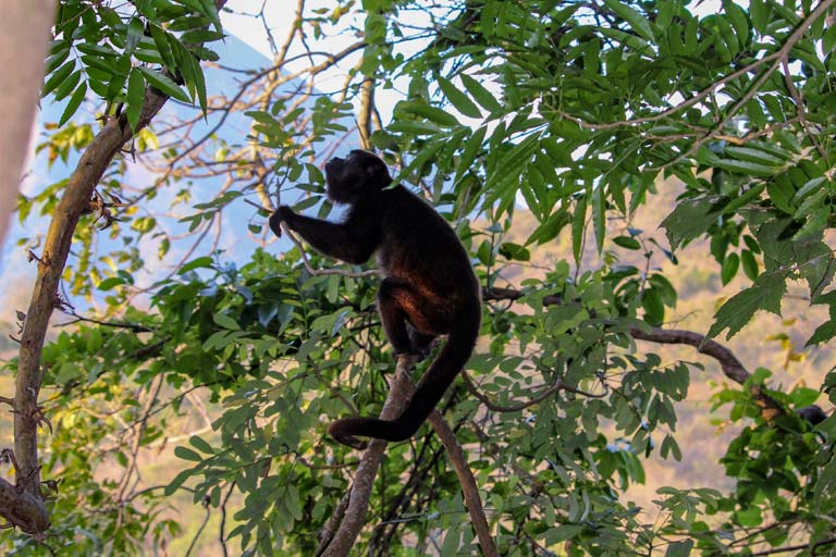 A howler monkey at Chaco Verde Natural Reserve
