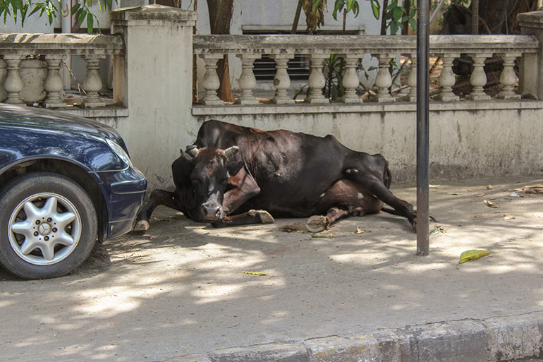 Cow Sleeping in Street