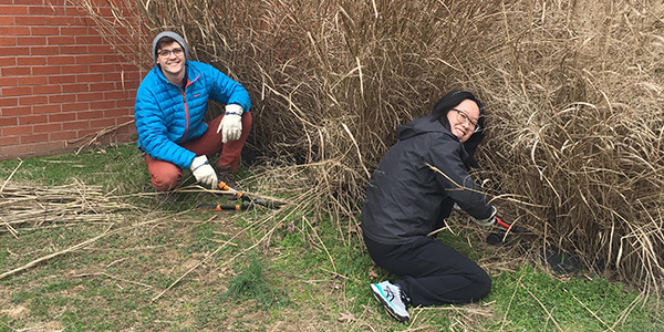 Dayton Kizzire and Lu Yu harvest switchgrass in a collaboration with UT's Center for Renewable Carbon.