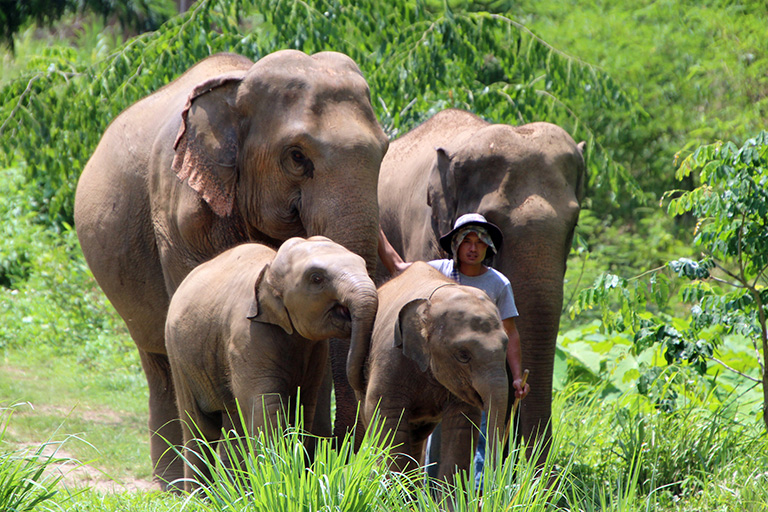 Mahout (caregiver) leading elephants at the elephant sanctuary, Thai Elephant Home.