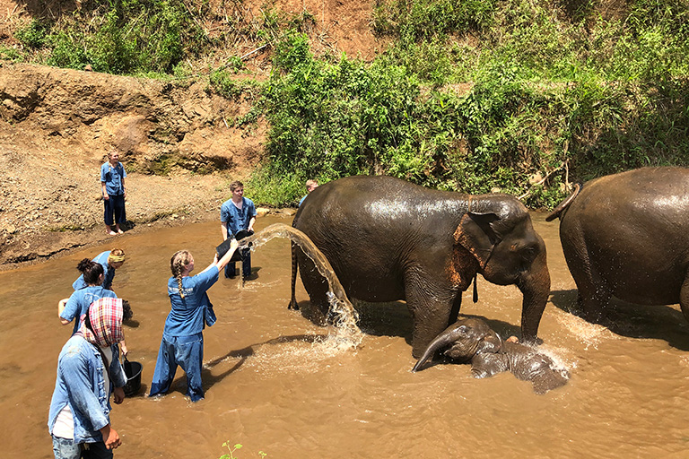 At the elephant wash.