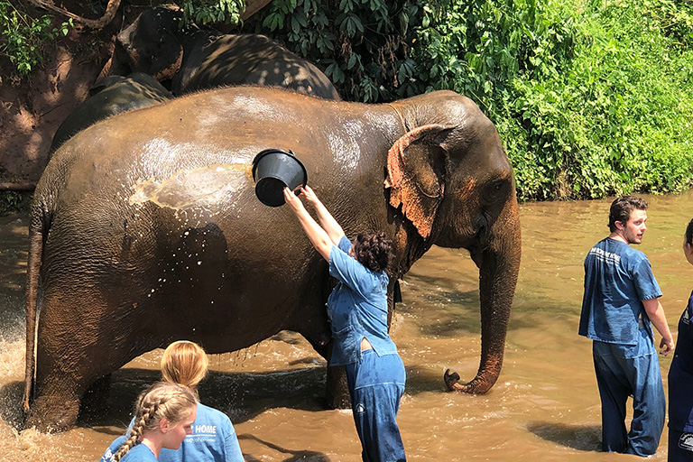 At the elephant wash.
