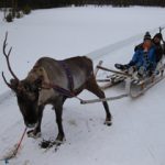 Reindeer Farm In Finland