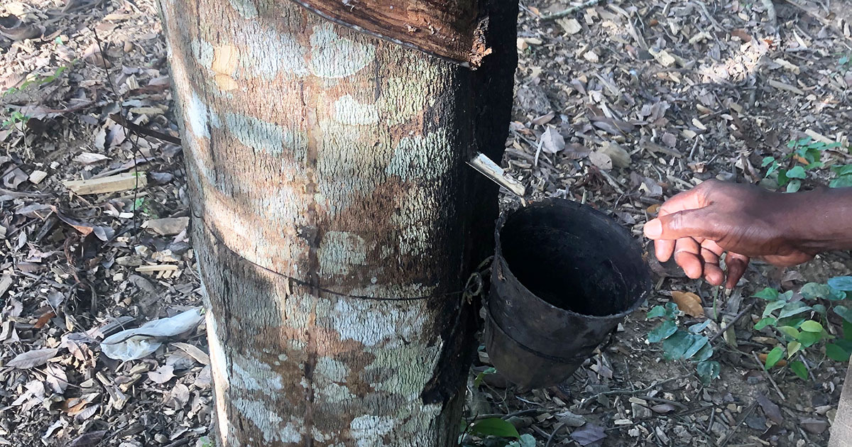 Bucket collecting rubber from a tree.