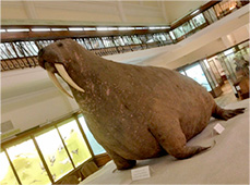 Walrus Exhibit in London