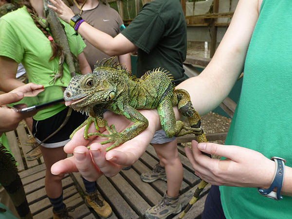Iguana at Iguana Sanctuary