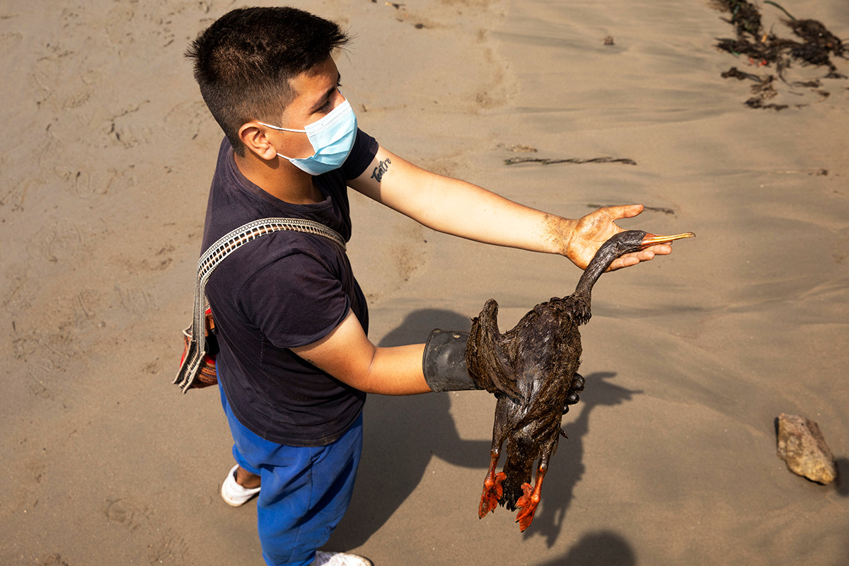 Photo provided by Mariana Bazo/Shutterstock. A volunteer carries an oil-soaked bird that died after an oil spill, on Cavero Beach in the Ventanilla district of Callao, Peru.