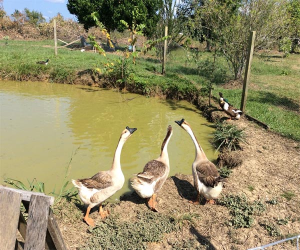 Geese at Barzakh Falah