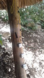 Electrical Outlets Placed on a Tree