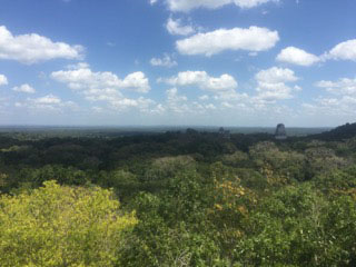 Treeline from Tikal