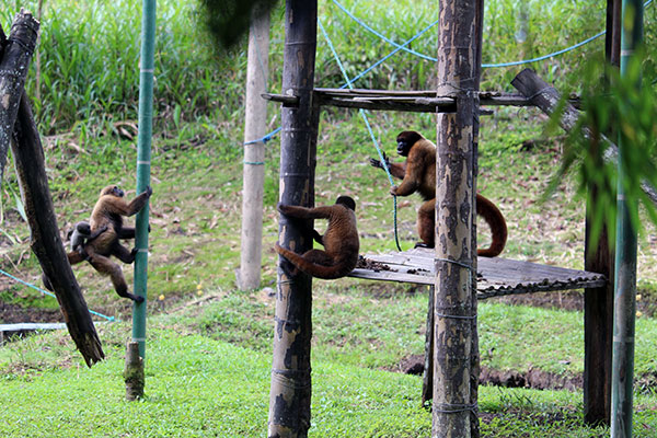 Monkeys at Yana Cocha