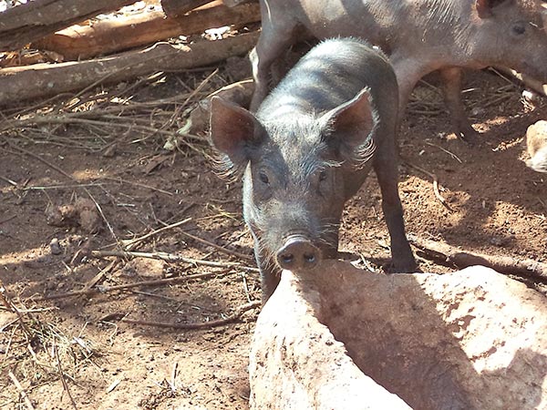 Pig on Farm in Yuxhana