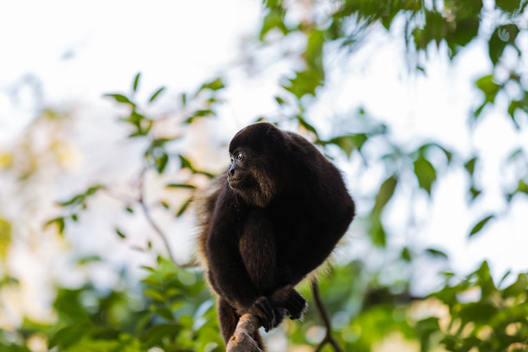 Monkey in a Tree in Nicaragua