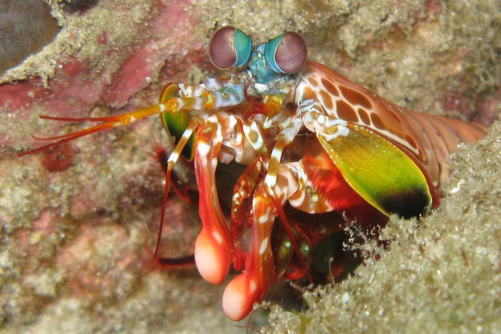 (Photo by Silke Baron) A peacock mantis shrimp is seen in the Andaman Sea off Thailand. The club-shaped "fingers" that the shrimp uses to crack shells of shellfish and kill prey are seen in front. The intricate design of those clubs served as partial inspiration for a materials breakthrough involving UT.