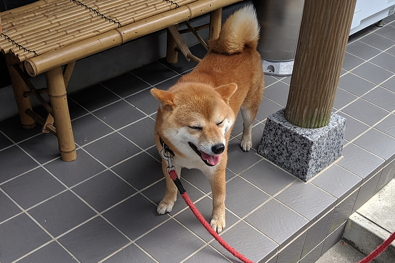 Dog in Japan.