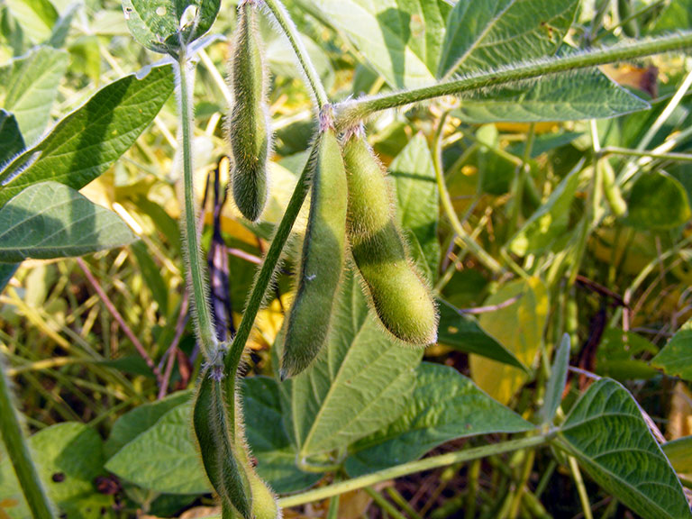 Closeup fo Lima Bean Plant