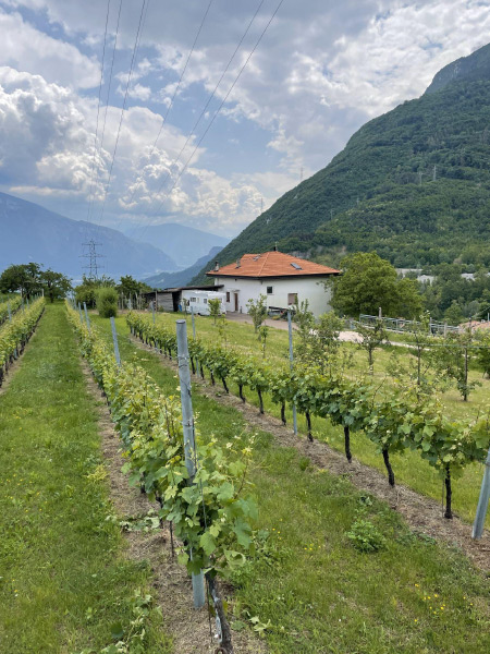 A rural scene with what appears to be a vineyard consisting of several long, straight rows of grape plants. A home with an orange roof and white walls is shown in the background followed by a large mountainside covered in green foliage.