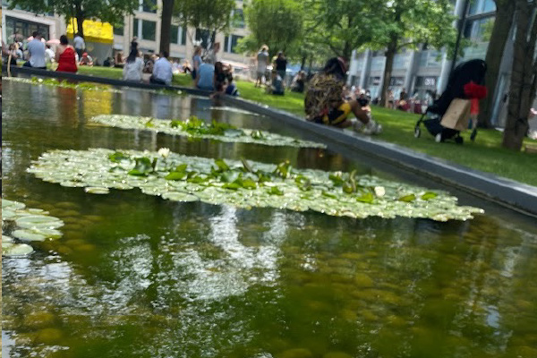 A small inner-city pond with lily pads resting on the surface. Assorted people sit around the perimeter of the pond that is located near several buildings.