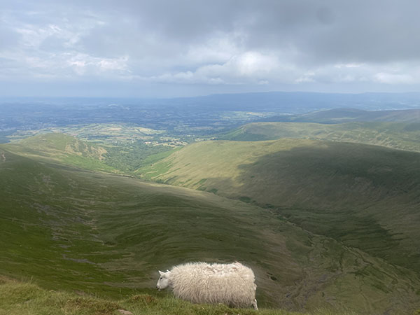 A scenic view from the top of an incredibly large, rolling hill area with a large white sheep standing near the front.