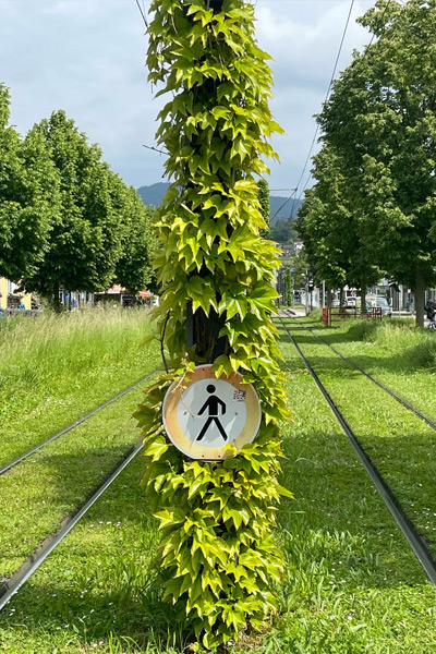 Boston ivy grows up a pole placed in between two out-of-use railroad tracks with grass growing in the track segments. The pole holds a pedestrian crosswalk sign.