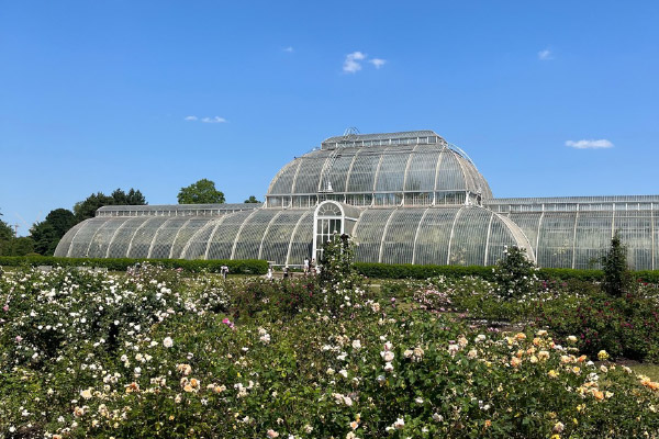 An exterior view of the Kew Royal Botanic Gardens located in London. A building that appears to be a greenhouse sits in the background behind lush green, yellow, and white plant life. 