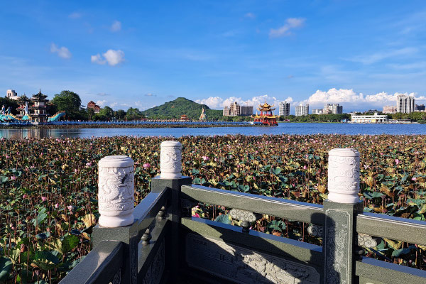 A waterway in Taiwan partially covered by floating lily pads viewed from the edge of a pier with a green wooden railing. Modern high-rise buildings and classic imperial-inspired buildings sparsely cover the landscape in the background.