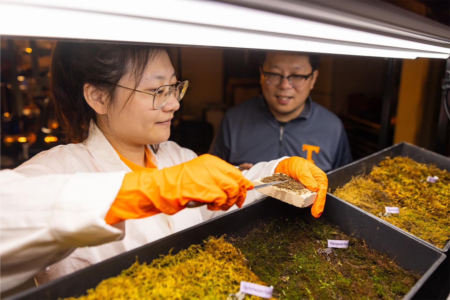 Xi Xiao, post-doctoral researcher, uses moss to inoculate Phyto-activated functional Living Materials (PhantoM) with Hongyu Zhou, professor, in a Science and Engineering Research Facility (SERF) lab