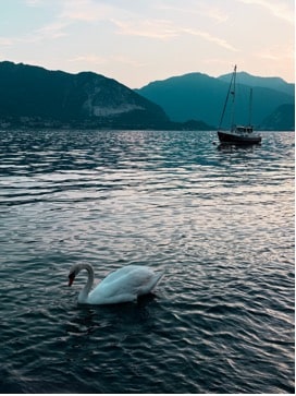 Swan floating in a large lake with a sailboat and mountains in the background